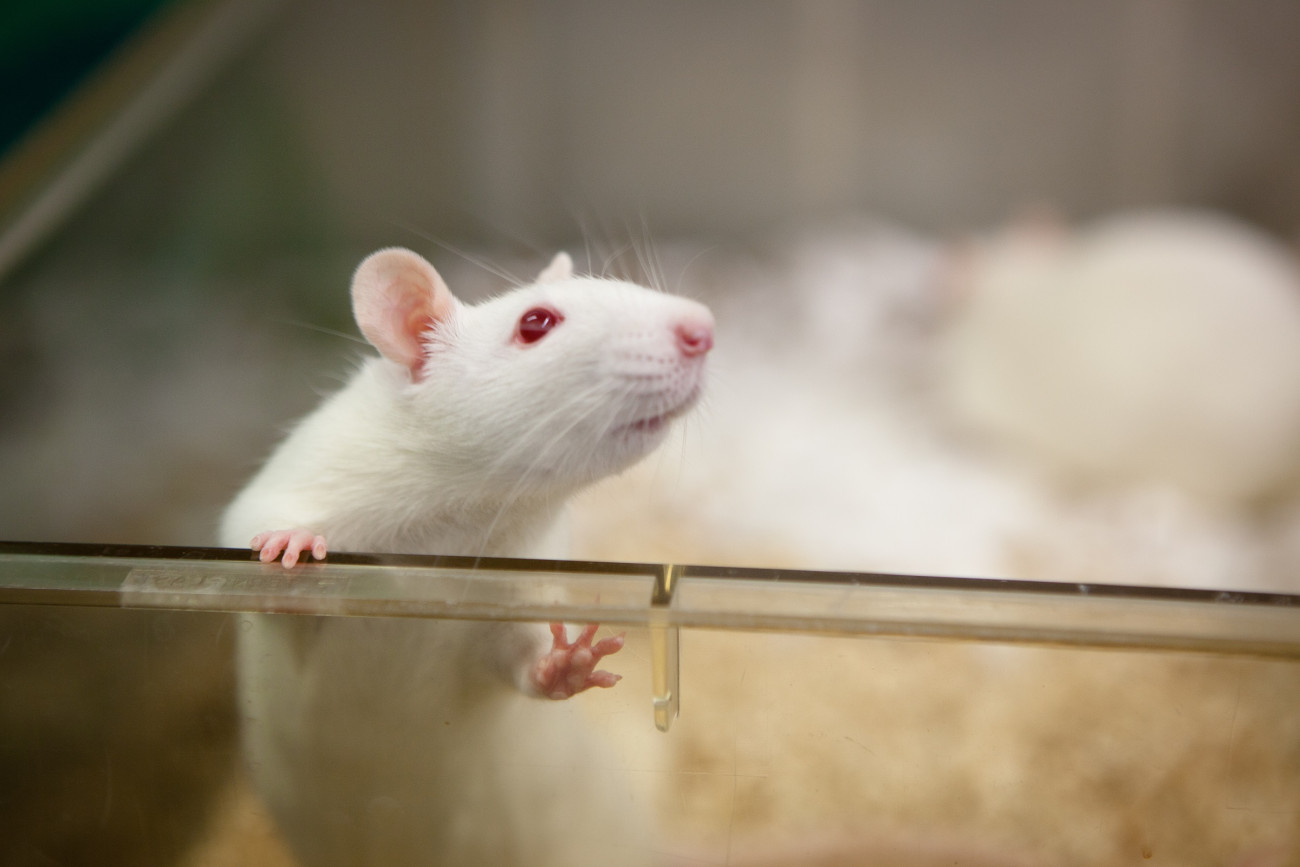 white rat in cage