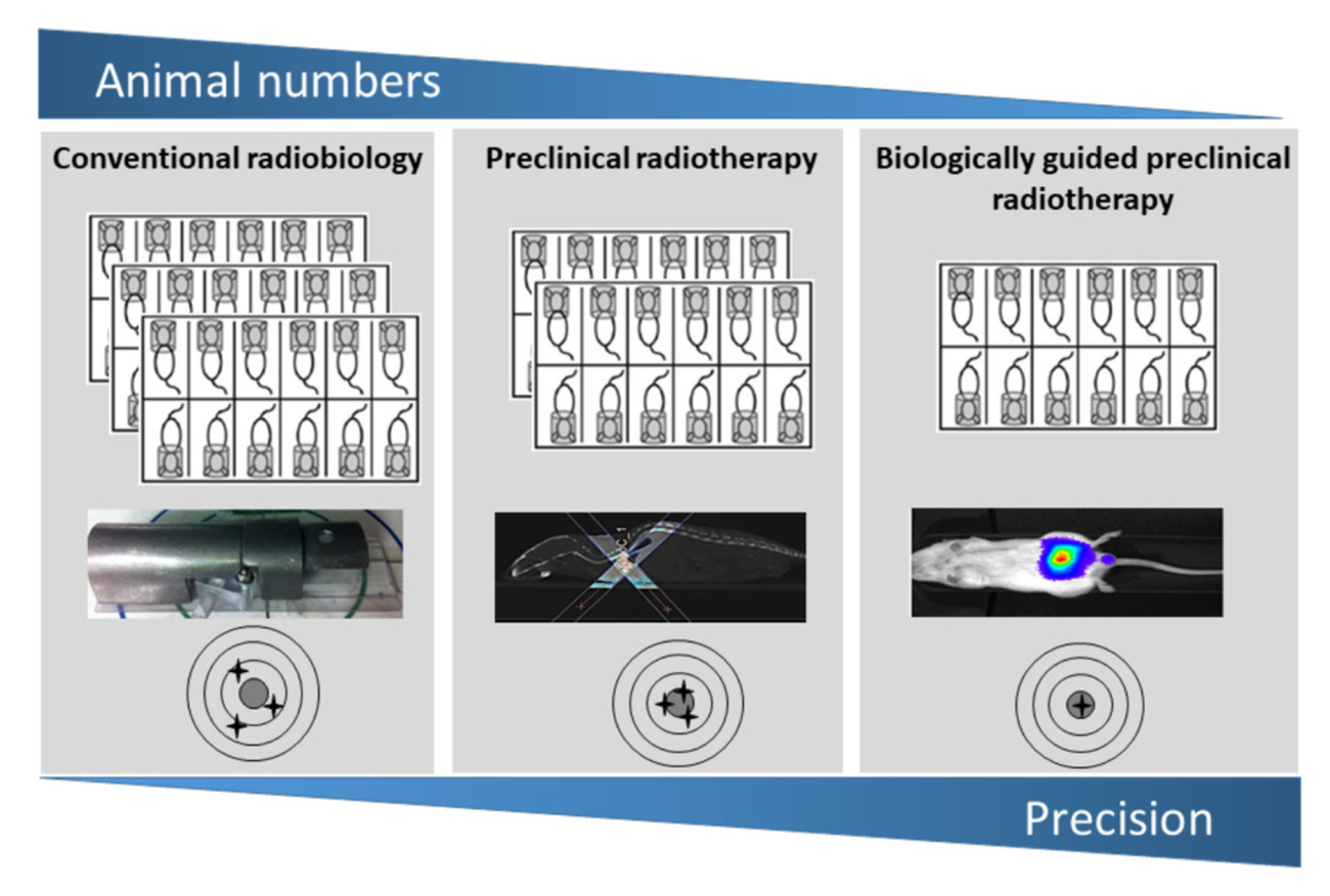 Accuracy and precision affect the number of animals needed in imaging, on the left hand side is a conventional radiobiology technique using the most animals, followed by preclinical radiotherapy and biologically guided preclinical radiotherapy. An arrow indicates the decrease in animal numbers with the increase in precision.