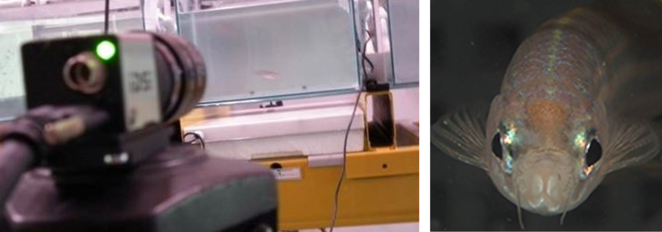 The Fish Behavioural Index (FBI) set up in the lab and an image of a zebrafish captured by the FBI.