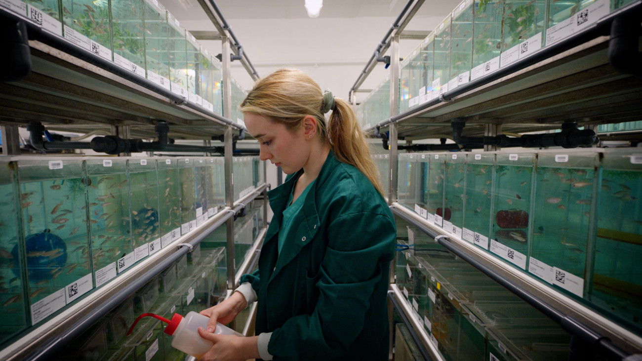 A technician in an aquaculture facility with tanks of zebrafish.