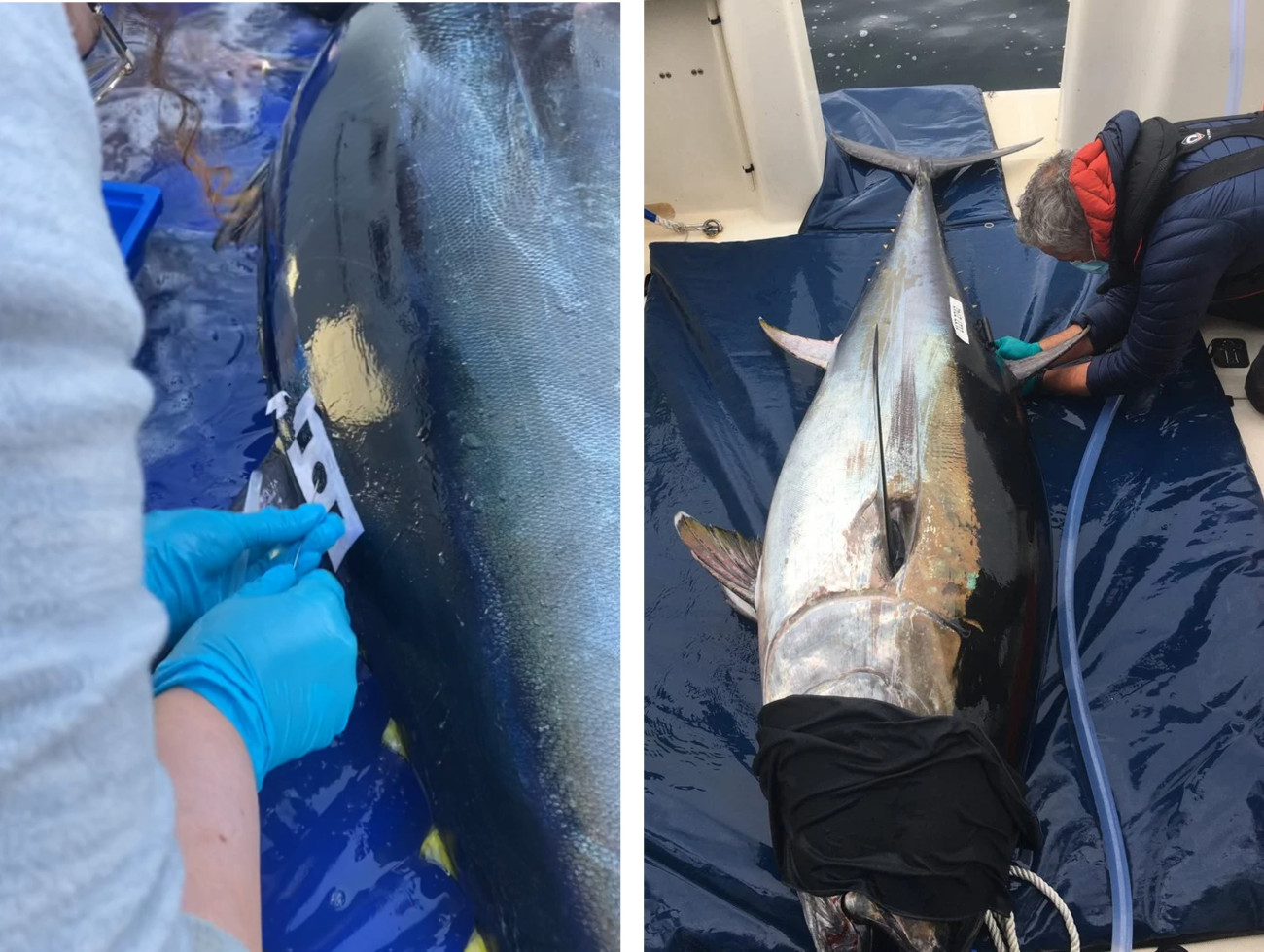 Scientists demonstrate refined tagging procedures for Bluefin tuna.