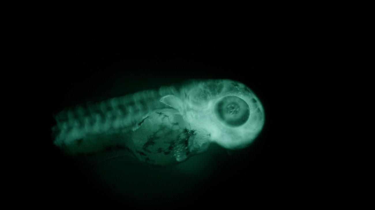 A fluorescent zebrafish larvae.