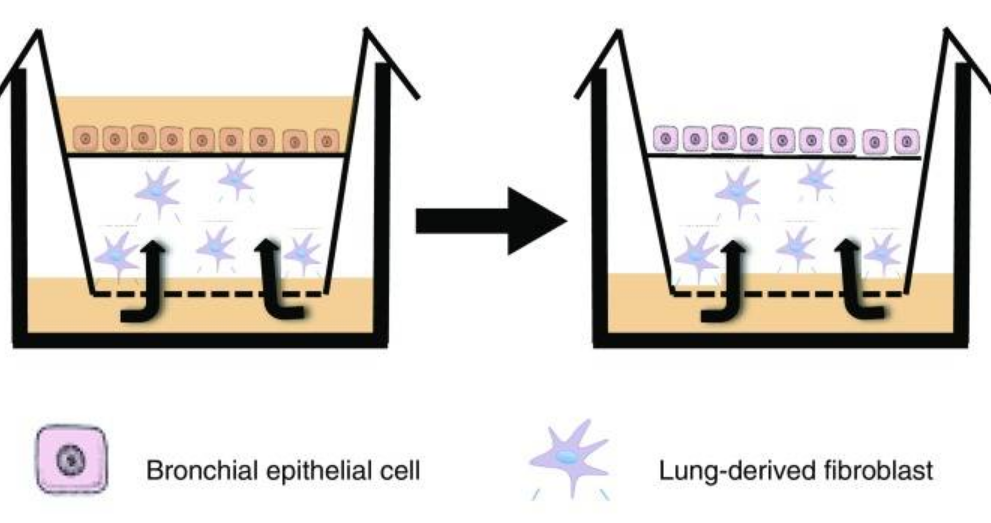 A schematic showing how bronchial epithelial cells and lung-derived fibroblasts are co-cultured in a transwell culture.