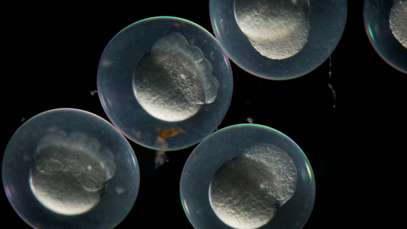 Zebrafish embryos as seen under a microscope.