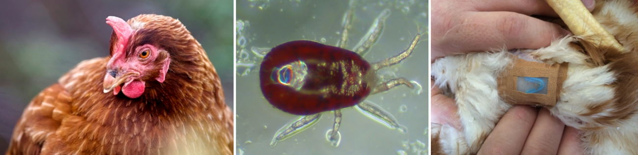 Image of a hen, red mite and 'on-hen' feeding device.