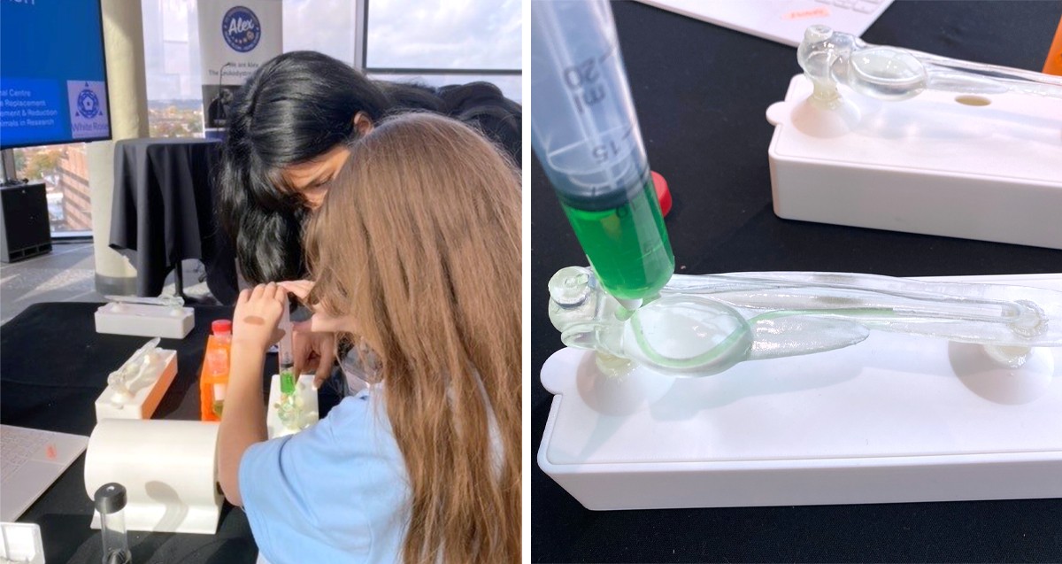A public engagement activity where a child is injecting liquid into a 3D printed model of a zebrafish embryo.