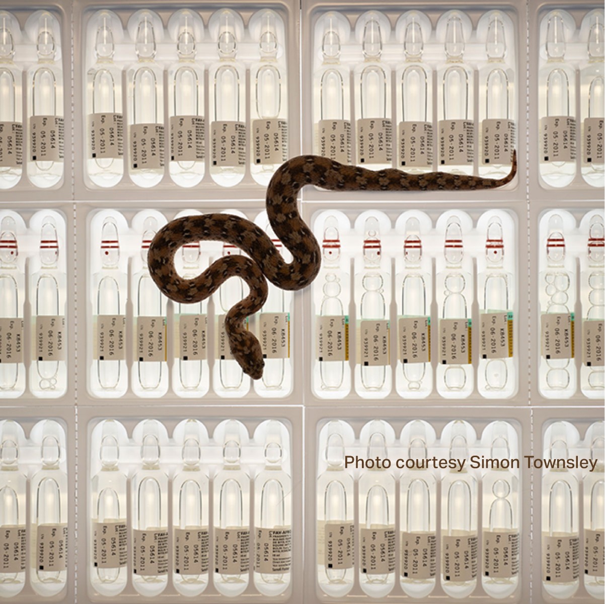A snake pictured with anti-venom