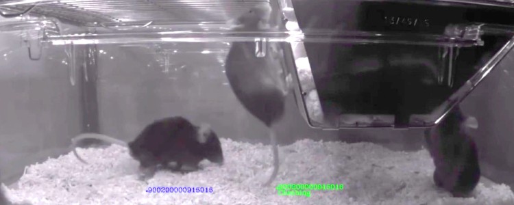 A recording of three mice in their home-cage from the Home Cage Analyser system.