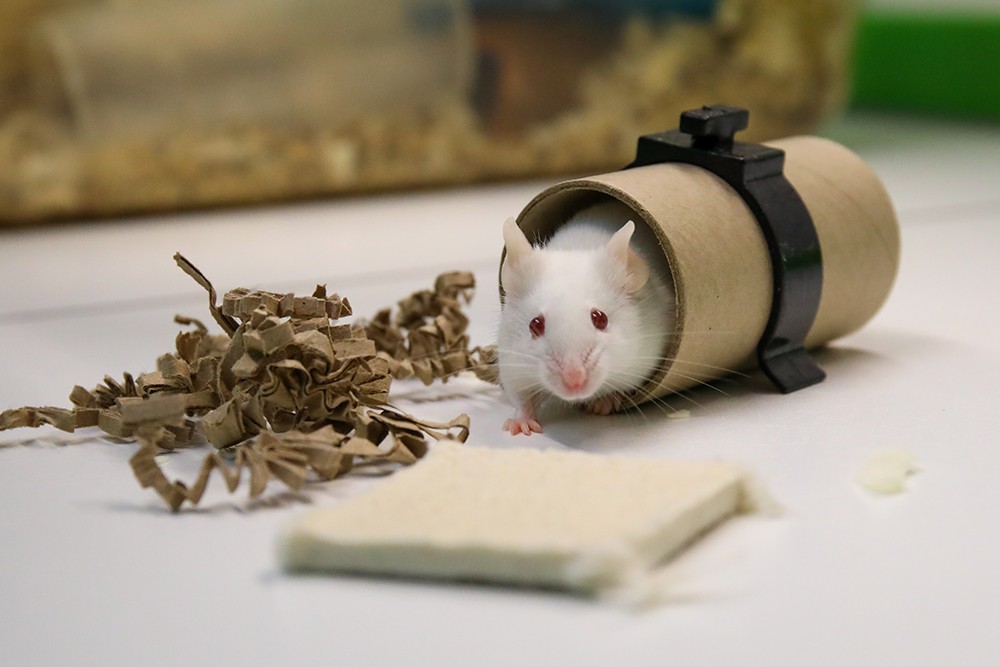 A white mouse emerging from a cardboard tunnel with shreddable enrichment materials