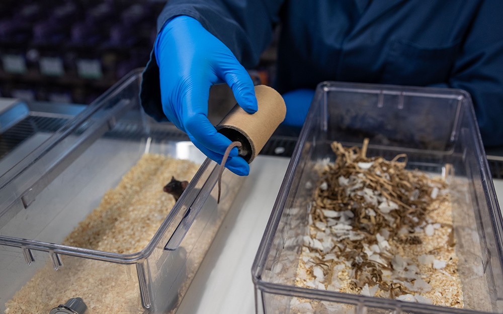Mouse being transferred to new cage in a cardboard tunnel