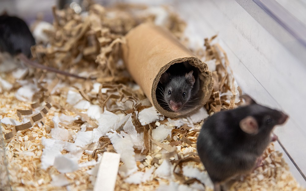 Black mice in home cage with cardboard tunnel