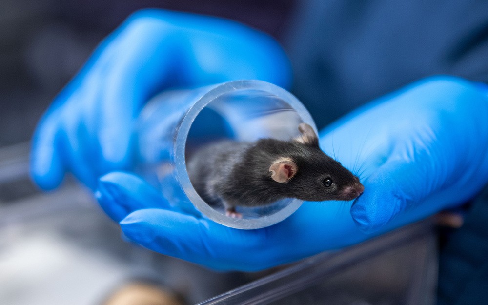Black mouse looking out of a clear plastic tunnel held in blue gloved hands