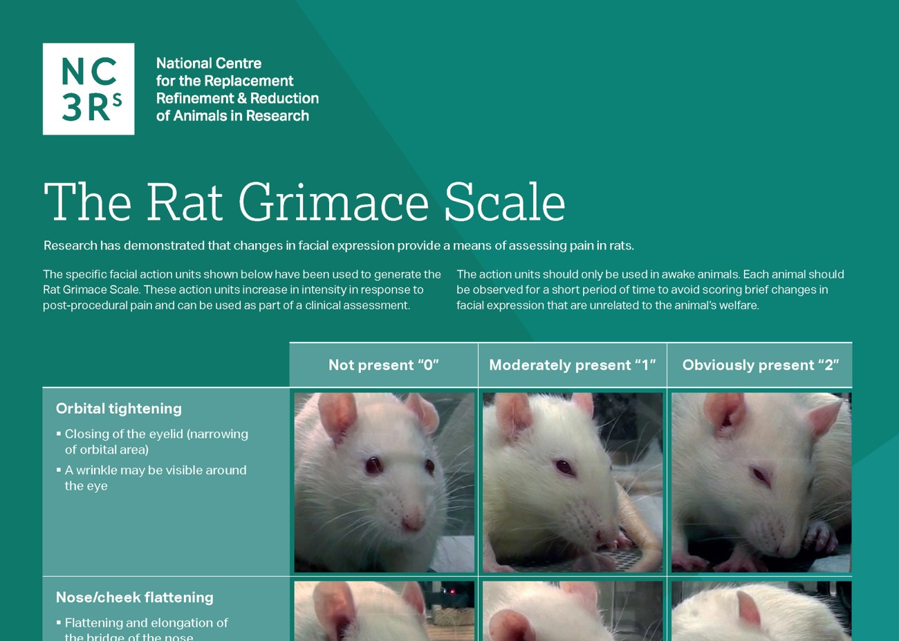 Top third of the rat grimace scale poster, showing orbital widening