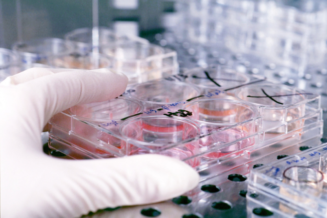 Cell culture plate being removed from an incubator