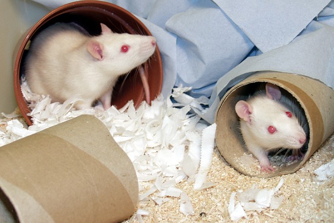 Two white rats in an enriched cage containing cardboard tunnels and paper towels.