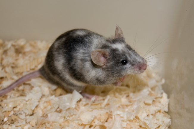 Laboratory Rats Gaining in Biomedical Research