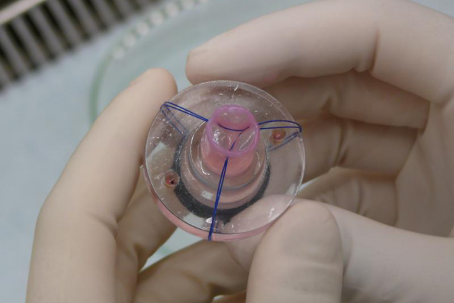 Researcher holding a tissue engineered model