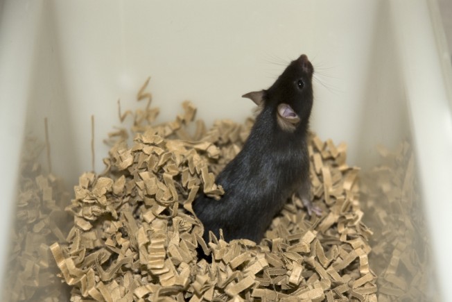 A black mouse in a plastic cage, standing on paper nesting material.