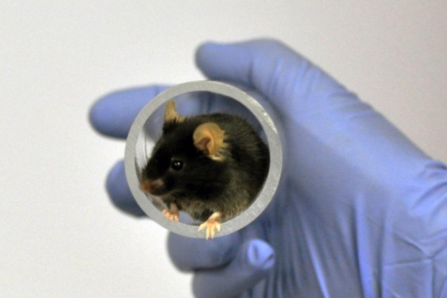 A black mouse in a clear plastic tube held by a gloved hand