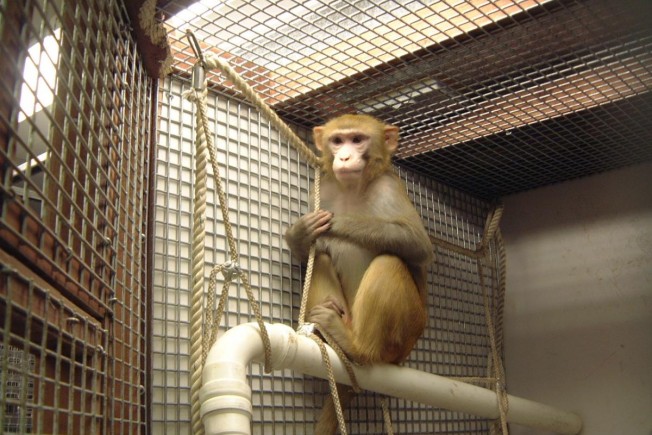 A macaque sits in its homecage on top of a plastic pipe holding a rope