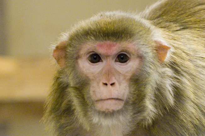 Portrait image of a macaque