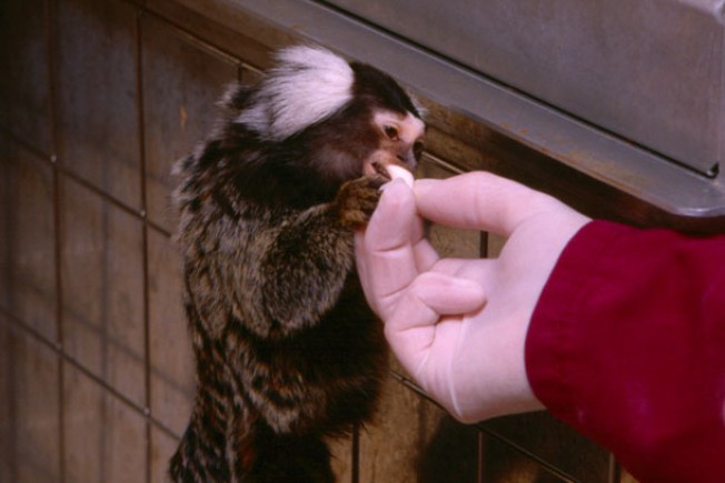 Marmoset being handfed as part of positive reinforcement training