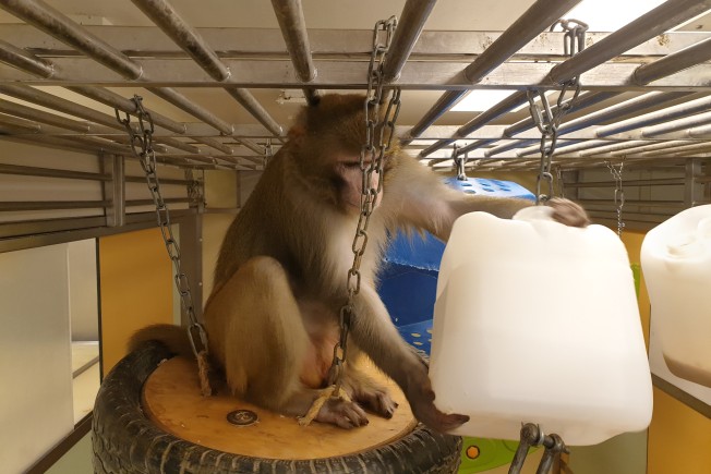 A rhesus macaque sitting on a tyre swing manipulates a feeding device made from a recycled large plastic container. Credit University of Cambridge.
