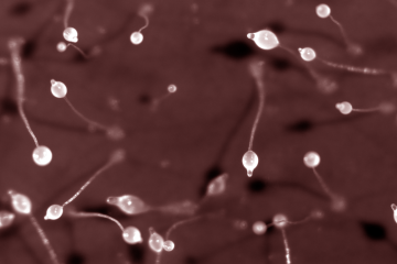 Microscope view of Dictyostelium slime mold