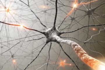 Neurons in a human brain