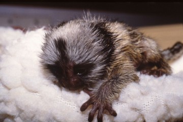 A marmoset on a white fabric