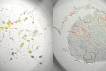  Two non-vertebrate model systems, the nematode C. elegans and the social amoeba Dictyostelium discoideum to rapidly assess compounds for DART.