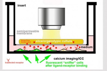 Neuroinflammation and nociception in a dish