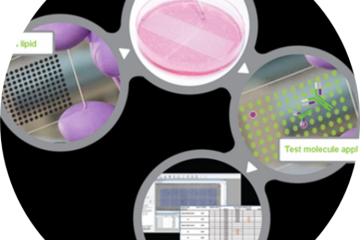 Four stages of target screening by label-free cell microarray profiling