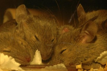Brown mice huddled up sleeping