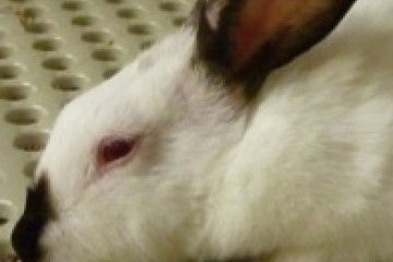 Side shot of a white rabbit 
