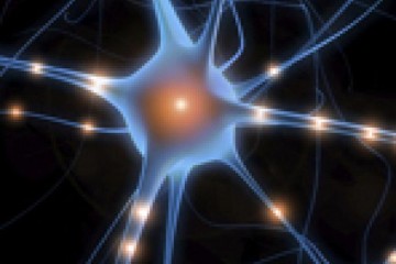  Communication between neurons