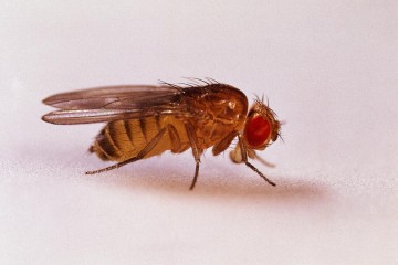 A fruit fly on a white surface