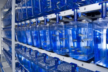 Zebrafish in multiple tanks