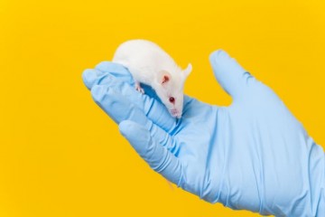 A white mouse being held by a hand wearing a blue glove
