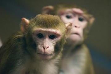 Two macaques looking towards the camera