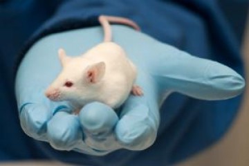 lab mice research