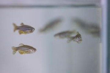 Zebra fishes in tank