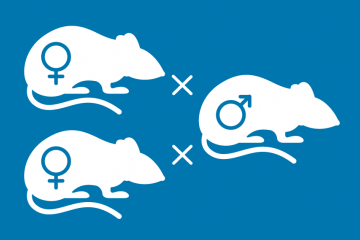 White icons of three mice on a blue background. Two female mice on the left hand side are each crossed with the same male mouse on the right side, indicating how different mice can be paired for optimised breeding.