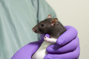 A lister hooded rat (black head white body) being held by a technician. The technician wears a green gown and purple gloves.