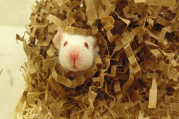 A mouse looks out of a nest