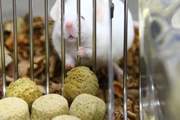 Tat fit Challenge image of mouse in cage