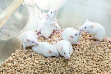 Image of mice in a cage for the aTRACKtive CRACK IT Challenge